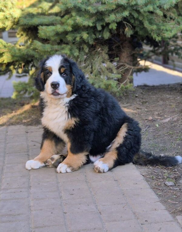 Danil Bernese Mountain Dog Danil Bernese Mountain Dog