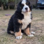 Danil-male-Bernese-Mountain-puppy-for-sale-2