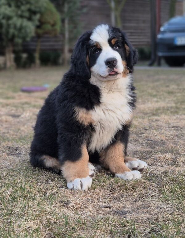 Danil Bernese Mountain Dog Danil Bernese Mountain Dog