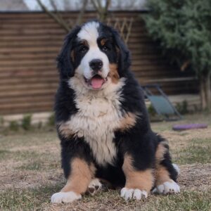 Danil Bernese Mountain Dog Danil Bernese Mountain Dog