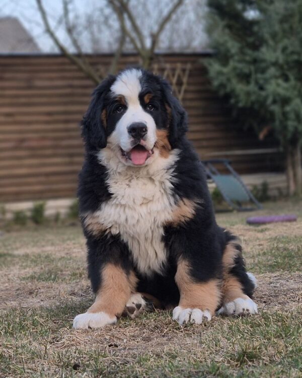 Danil Bernese Mountain Dog Danil Bernese Mountain Dog