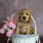 Dario-male-English-Cocker-Spaniel-puppy-for-sale-1