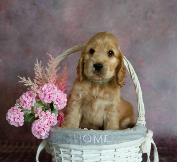 Dario English Cocker Spaniel Dario English Cocker Spaniel