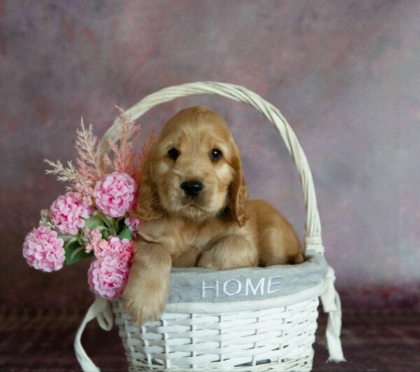 Dario English Cocker Spaniel Dario English Cocker Spaniel