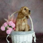 Dario-male-English-Cocker-Spaniel-puppy-for-sale-3