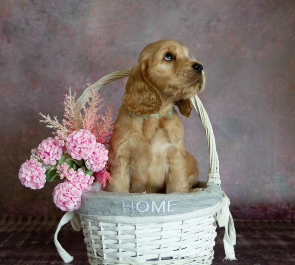 Dario English Cocker Spaniel Dario English Cocker Spaniel