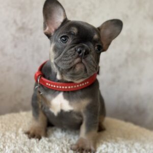 Delhi French Bulldog Delhi French Bulldog