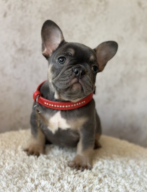Delhi French Bulldog Delhi French Bulldog