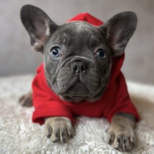 Delhi French Bulldog Delhi French Bulldog