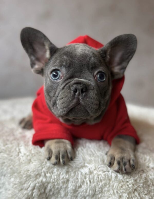Delhi French Bulldog Delhi French Bulldog