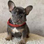 Delhi-female-french-bulldog-puppy-for-sale-1 (3)