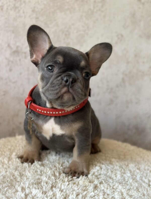 Delhi French Bulldog Delhi French Bulldog
