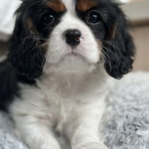 Denver Cavalier King Charles Spaniel Denver Cavalier King Charles Spaniel
