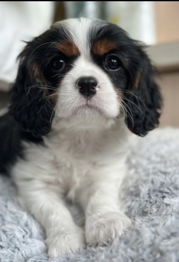 Denver Cavalier King Charles Spaniel Denver Cavalier King Charles Spaniel