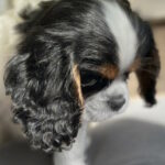 Denver-male-Cavalier-King-Charles-Spaniel-puppy-for-sale-1 (2)