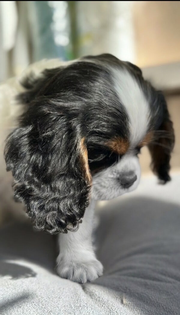 Denver Cavalier King Charles Spaniel Denver Cavalier King Charles Spaniel