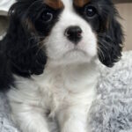 Denver-male-Cavalier-King-Charles-Spaniel-puppy-for-sale-1 (3)