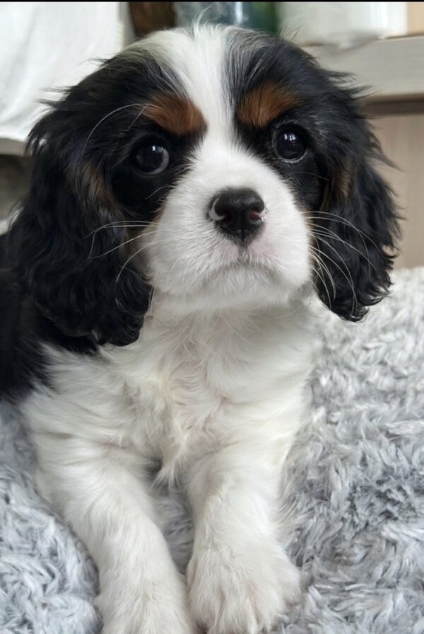 Denver Cavalier King Charles Spaniel Denver Cavalier King Charles Spaniel