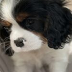 Denver-male-Cavalier-King-Charles-Spaniel-puppy-for-sale-1 (4)