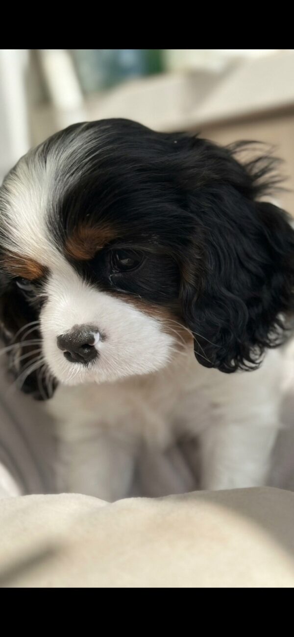 Denver Cavalier King Charles Spaniel Denver Cavalier King Charles Spaniel
