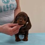 Devis-male-miniature-dachshund-puppy-for-sale- (1)