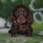 Devis-male-miniature-dachshund-puppy-for-sale- (1)