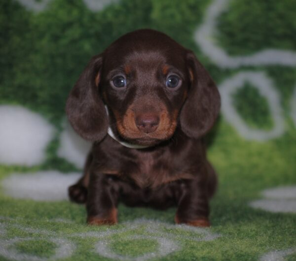 Devis Miniature Dachshund Devis Miniature Dachshund