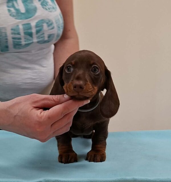 Devis Miniature Dachshund Devis Miniature Dachshund