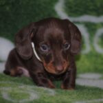 Devis-male-miniature-dachshund-puppy-for-sale- (2)