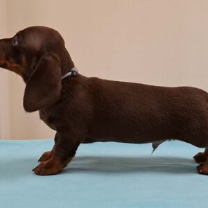 Devis Miniature Dachshund Devis Miniature Dachshund