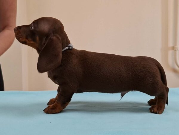 Devis Miniature Dachshund Devis Miniature Dachshund