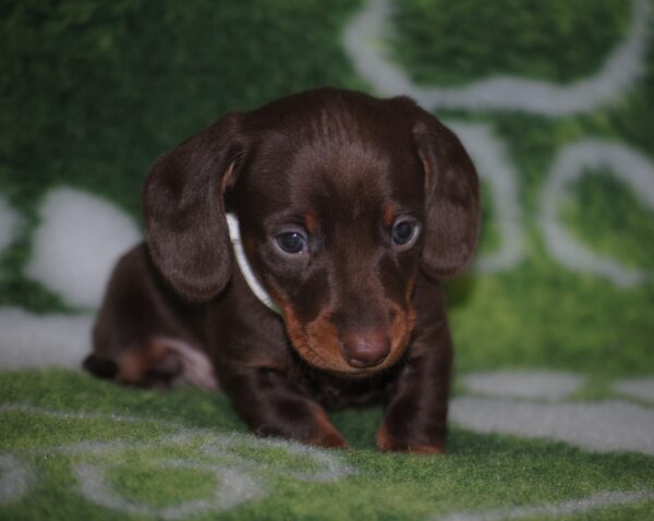 Devis Miniature Dachshund Devis Miniature Dachshund