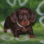 Devis-male-miniature-dachshund-puppy-for-sale- (3)