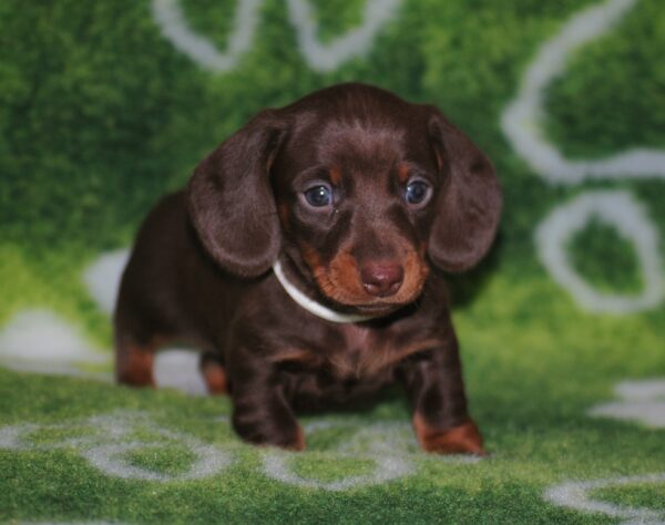 Devis Miniature Dachshund Devis Miniature Dachshund