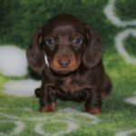 Devis-male-miniature-dachshund-puppy-for-sale- (4)