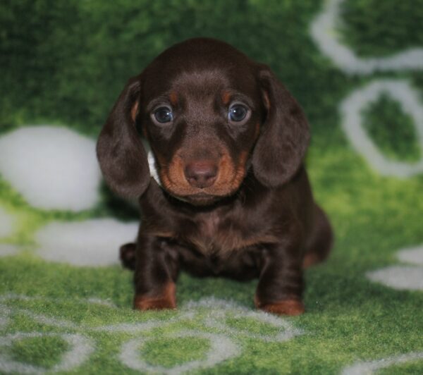Devis Miniature Dachshund Devis Miniature Dachshund