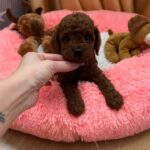 Donut-male-Poodle-puppy-for-sale-1