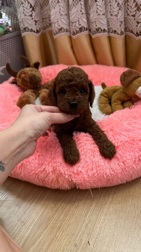 Donut Toy Poodle Donut Toy Poodle