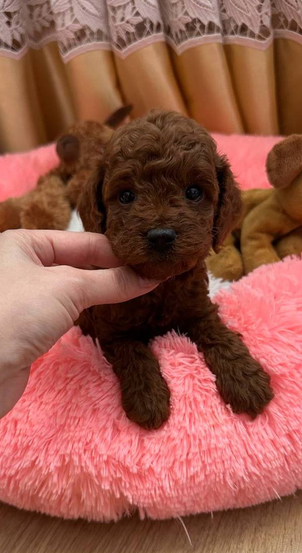 Donut Toy Poodle Donut Toy Poodle