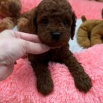 Donut-male-Poodle-puppy-for-sale-3