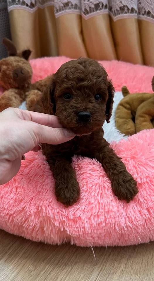 Donut Toy Poodle Donut Toy Poodle