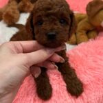 Donut-male-Poodle-puppy-for-sale-4