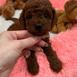 Donut Toy Poodle Donut Toy Poodle