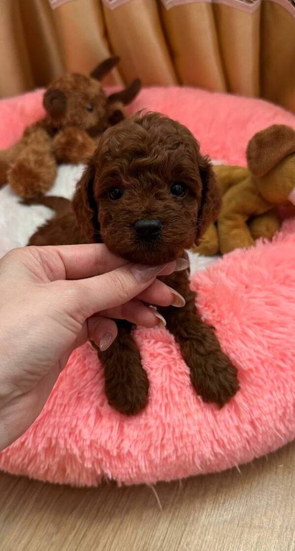 Donut Toy Poodle Donut Toy Poodle