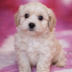 Drake Maltipoo Drake Maltipoo