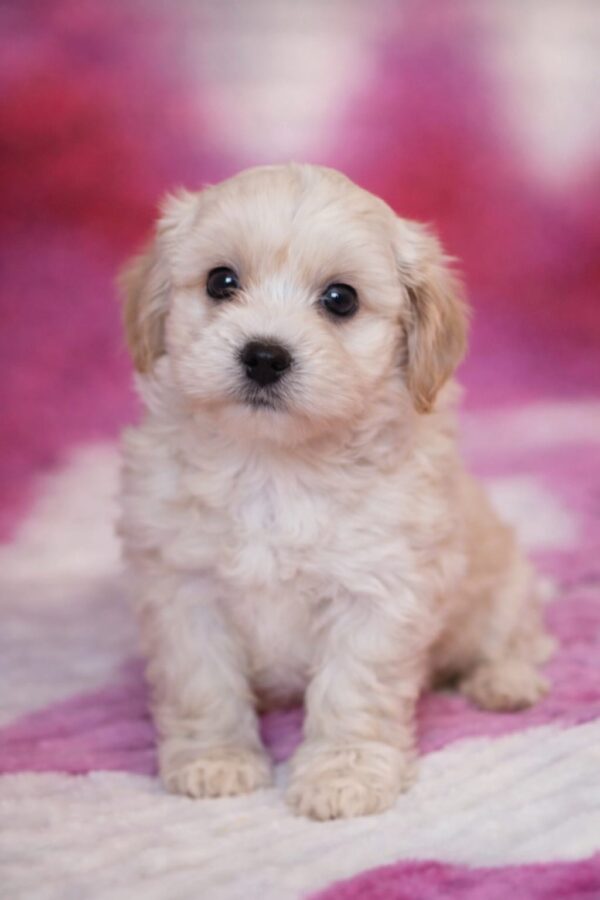 Drake Maltipoo Drake Maltipoo