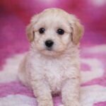 Drake-male-maltipoo-puppy-for-sale- (2)