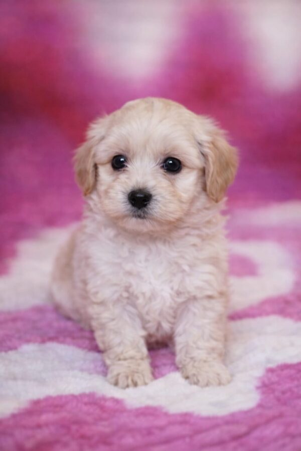 Drake Maltipoo Drake Maltipoo