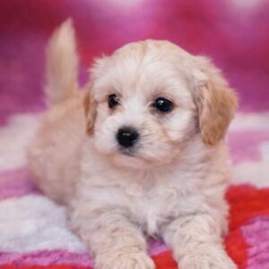 Drake Maltipoo Drake Maltipoo