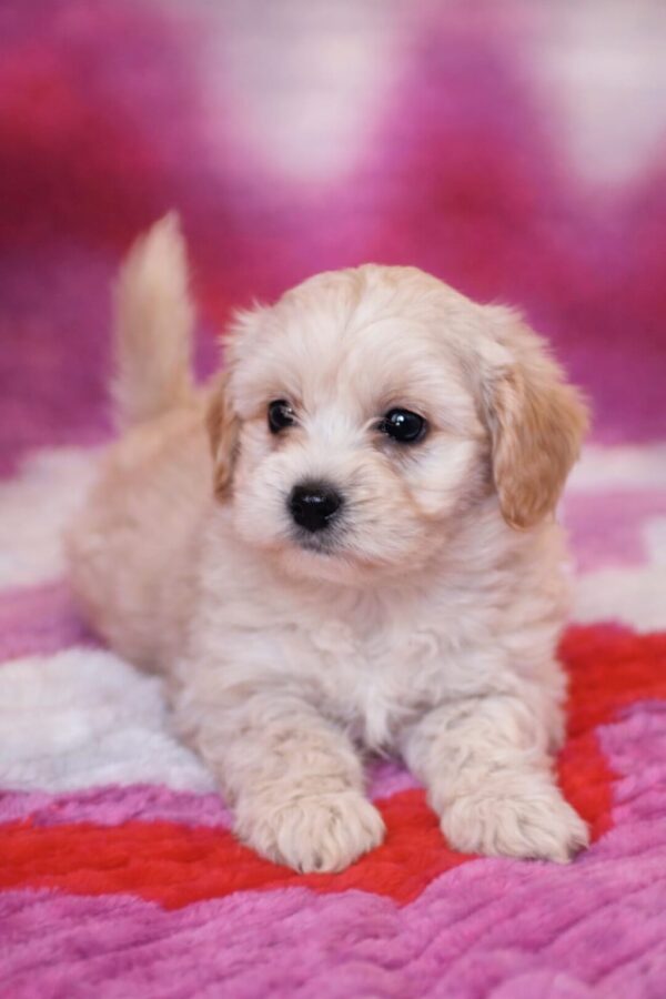 Drake Maltipoo Drake Maltipoo